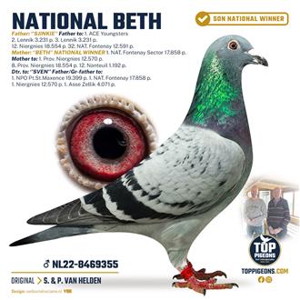 Top Pigeons - The no. 1 online pigeon gallery