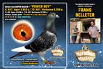 FRANS BELLETER => 2 SUPER PIGEONS ❗ ❗ ❗