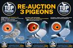 3x Re-Auction