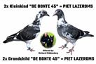  2x Grandchild "DE BONTE 45" ► PIET LAZEROMS