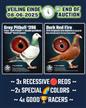 LIVE ► TOP PIGEONS 
