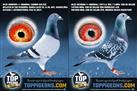Sale of Part 3: Harrie de Haan's Breeding Pigeons