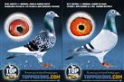 Sale Part 2: Harrie de Haan's Breeding Pigeons