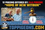 HvA Pigeons "Home of New Witbuik" Owner New Witbuik since 2015